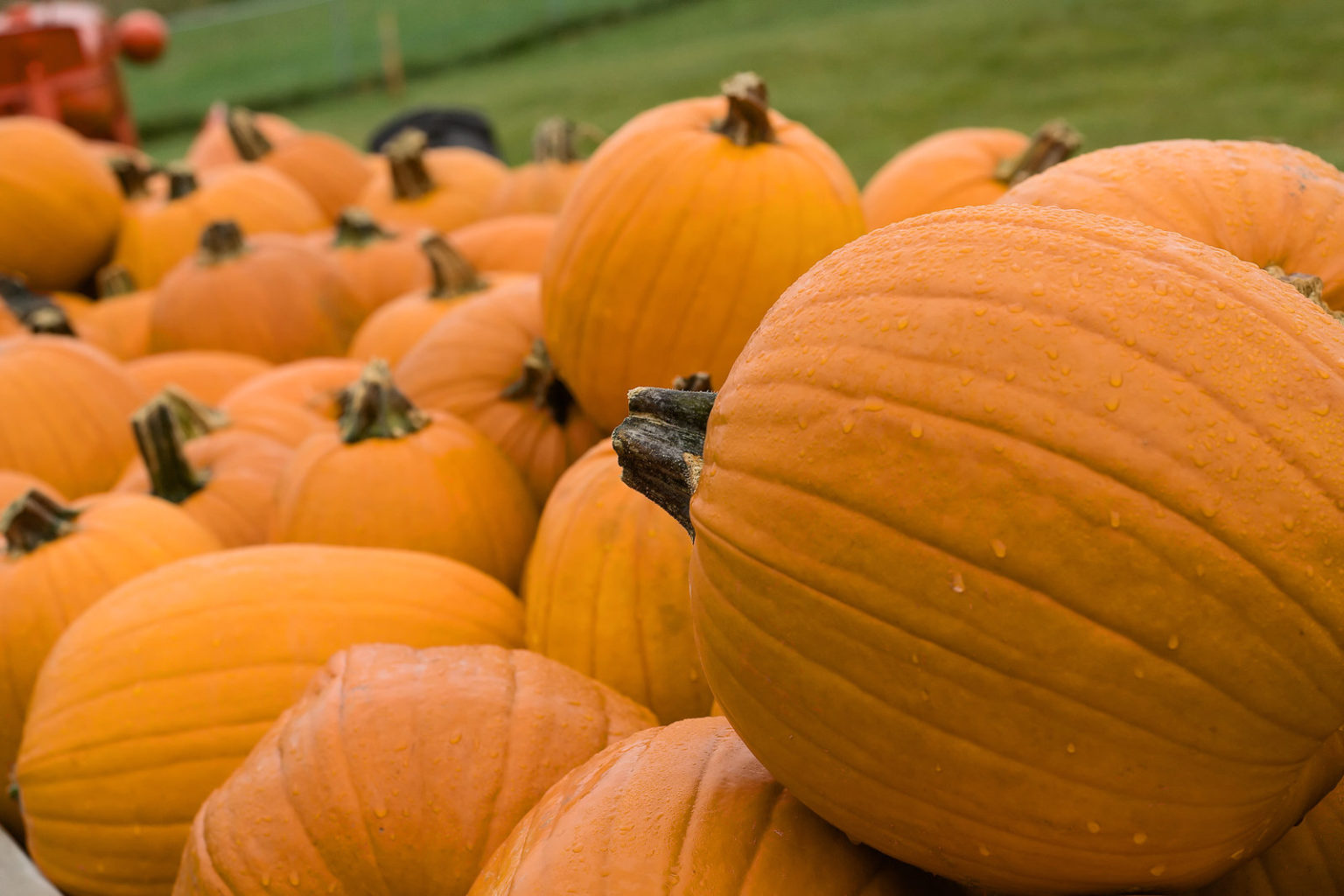 Where To Go Pumpkin Picking Bristol In 2025 2123665 Pumpkin Patch 1536x1024