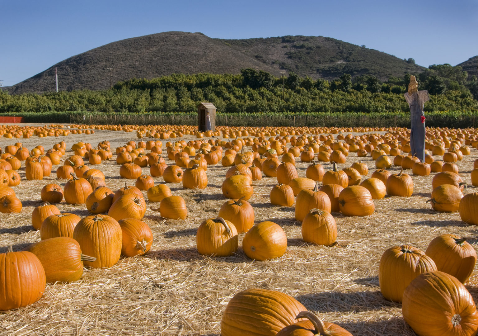 Where To Go Pumpkin Picking Berkshire In 2025 25099902 Pumpkin Patch With Scarecrow 1536x1079