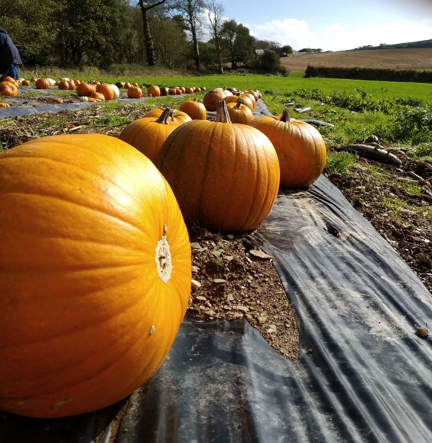Best Places To Go Pumpkin Picking Cornwall 2025 Lobbs Farm Pumpkins 22