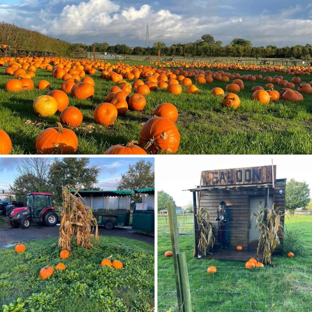 Pumpkin Picking in Bedfordshire