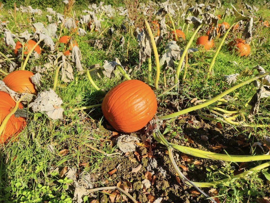 Pumpkin Picking Cornwall