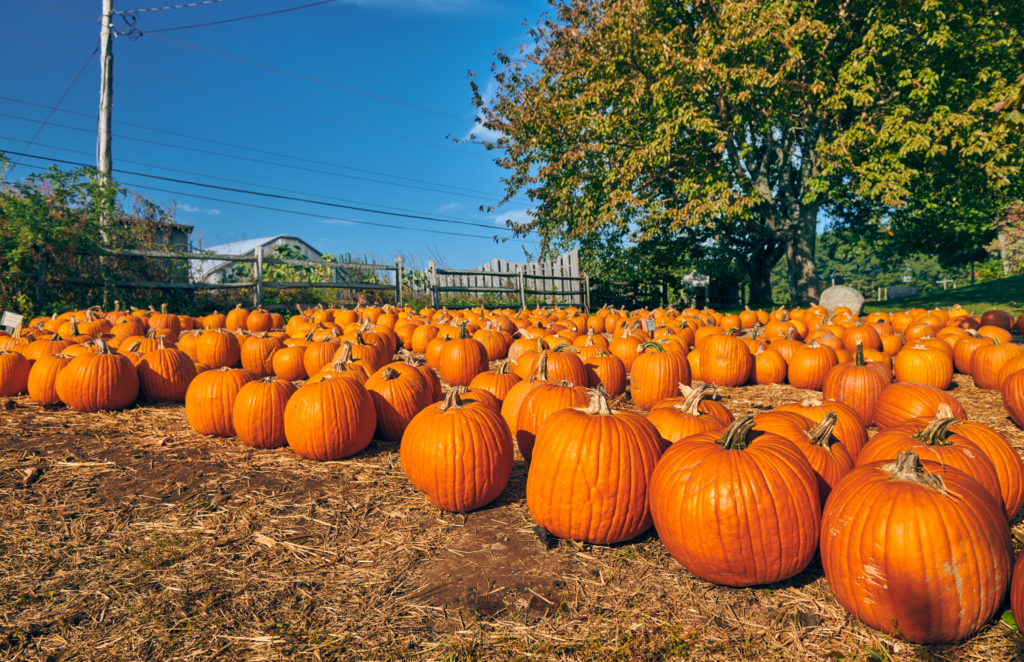 Best Places To Go Pumpkin Picking Gloucestershire in 2024