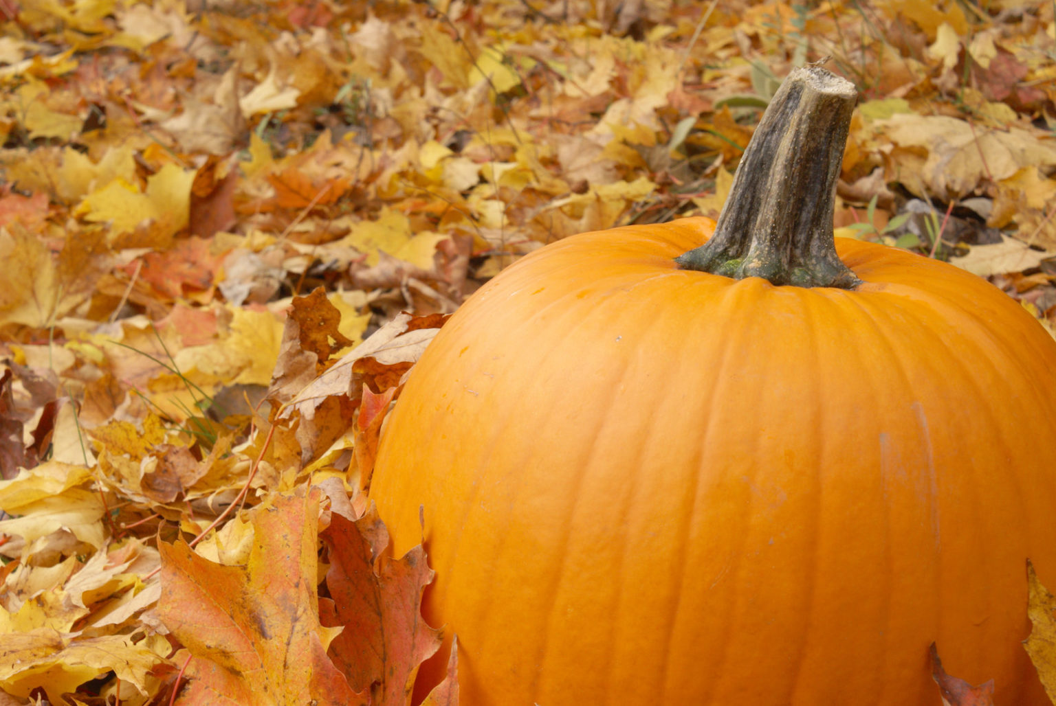 Best Places To Go Pumpkin Picking Warwickshire in 2024