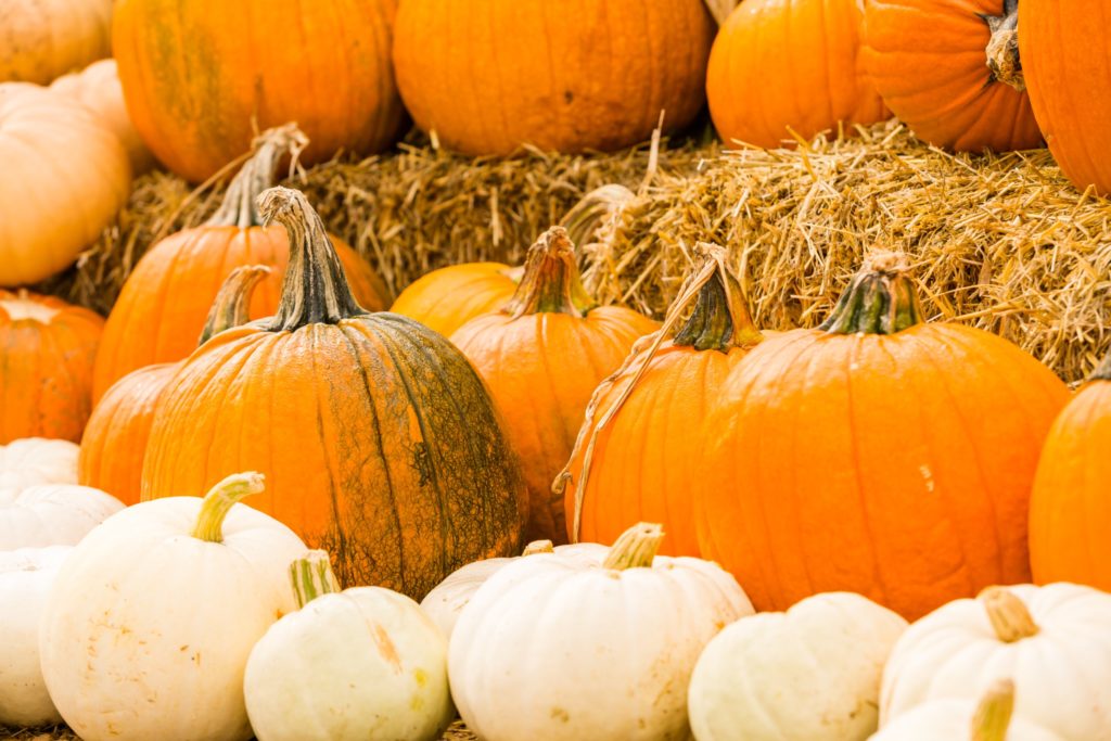 Best Places To Go Pumpkin Picking Leicestershire in 2024