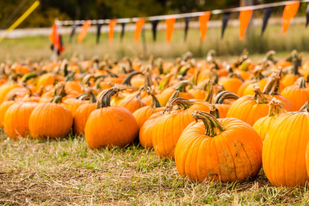 Best Places To Go Pumpkin Picking Hertfordshire 2024