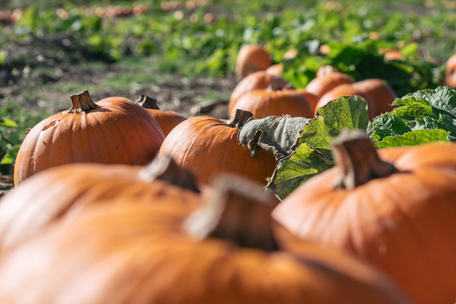 Best Places To Go Pumpkin Picking In 2025 34101150 Pumpkin Patch Field For Growing Vegetables Fresh Orange Pumpki 1536x1024