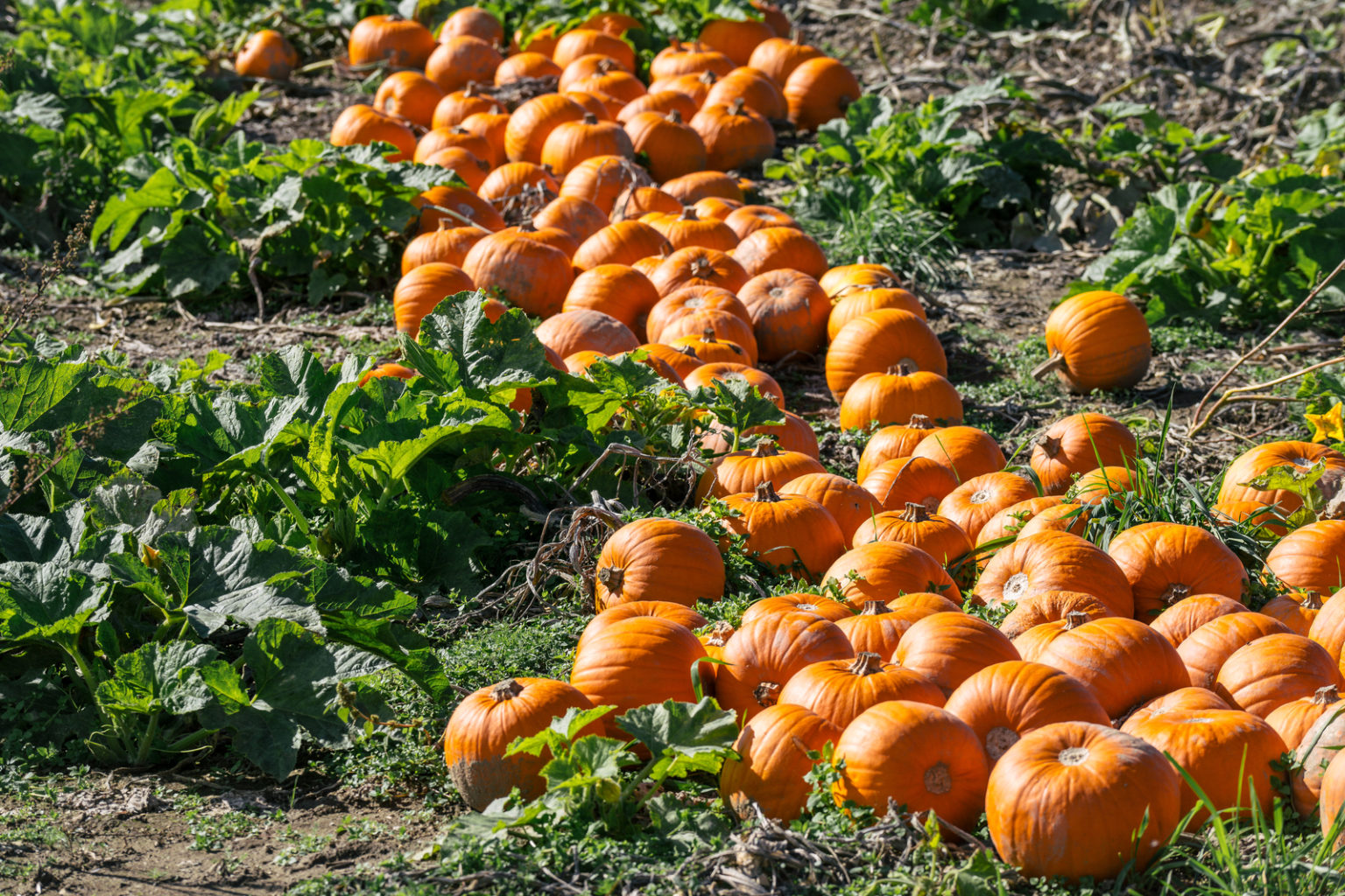 best-places-to-go-pumpkin-picking-wiltshire-in-2025