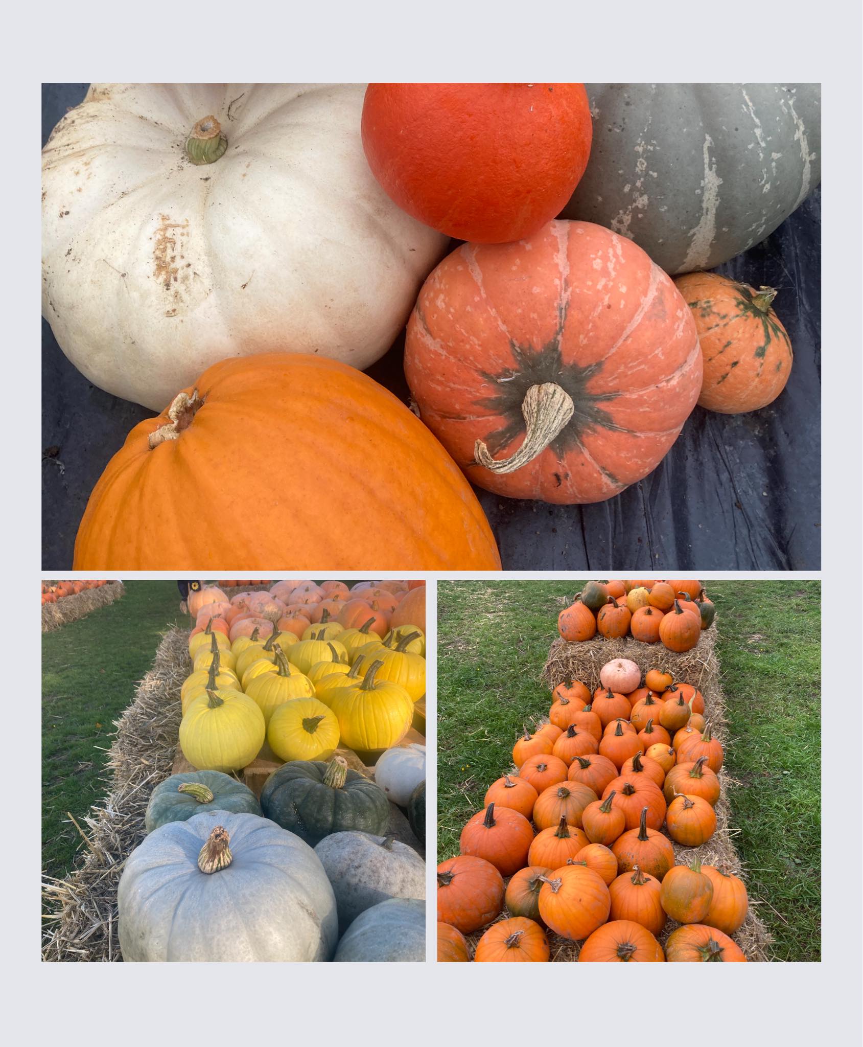 Best Places To Go Pumpkin Picking Leicestershire in 2024
