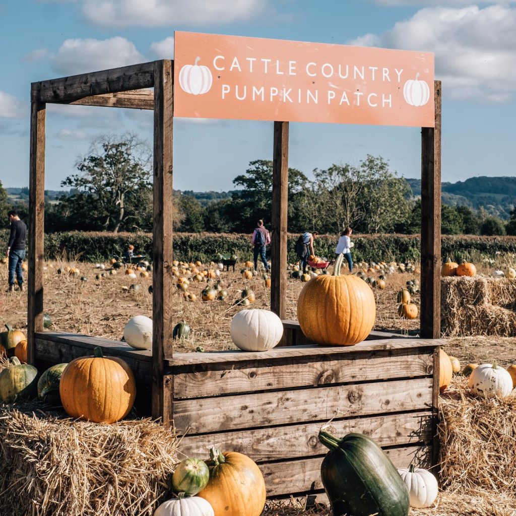 pumpkin picking Gloucestershire