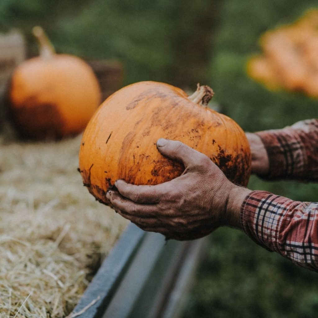 pumpkin picking Devon