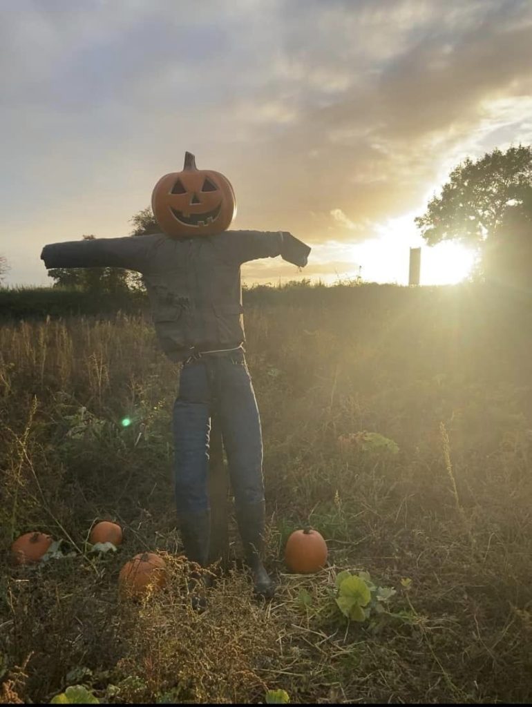 pumpkin picking Somerset