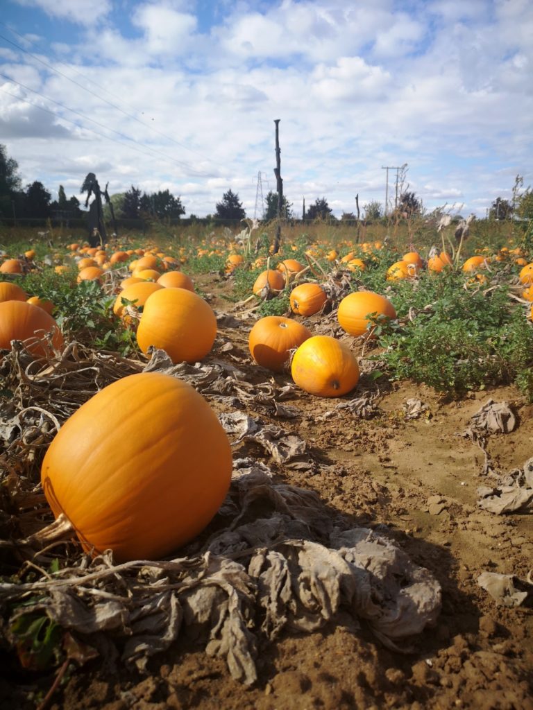 pumpkin picking Oxfordshire
