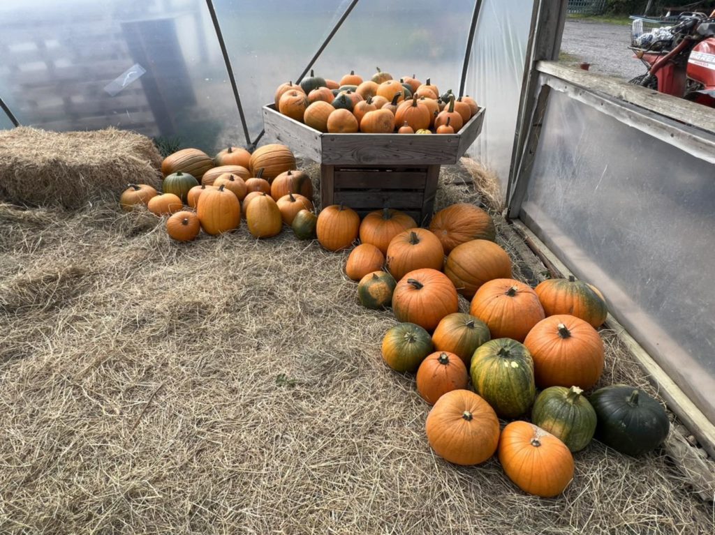 pumpkin picking warwickshire