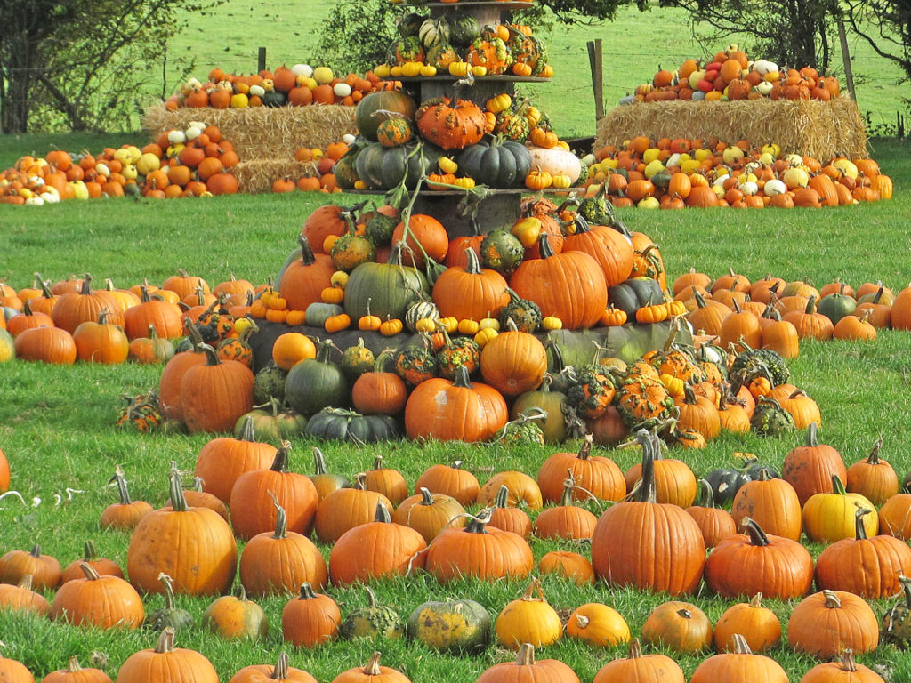 pumpkin picking Hertfordshire