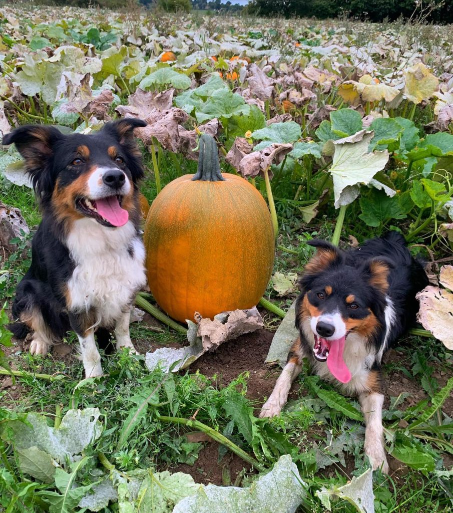 pumpkin picking derbyshire