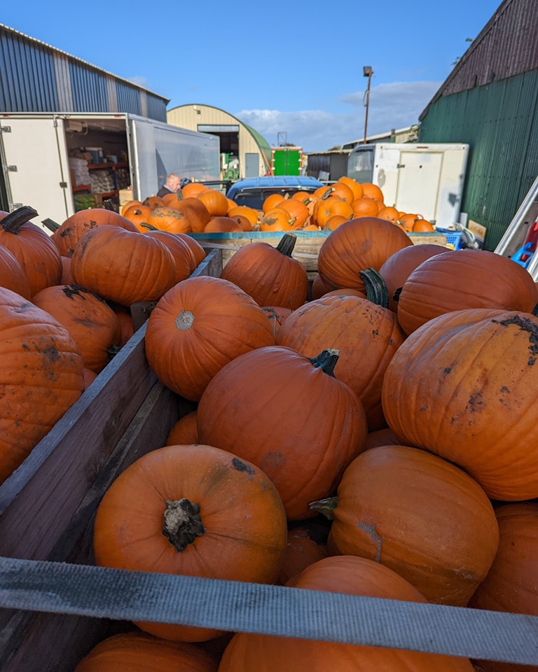 pumpkin picking Lincolnshire
