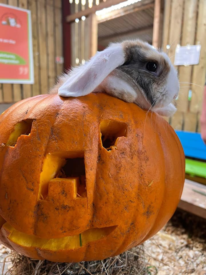 pumpkin picking Lancashire