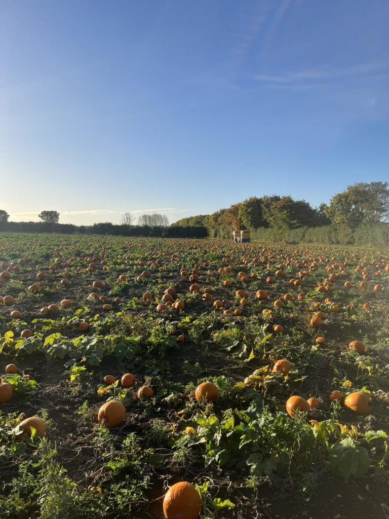 pumpkin picking leicestershire