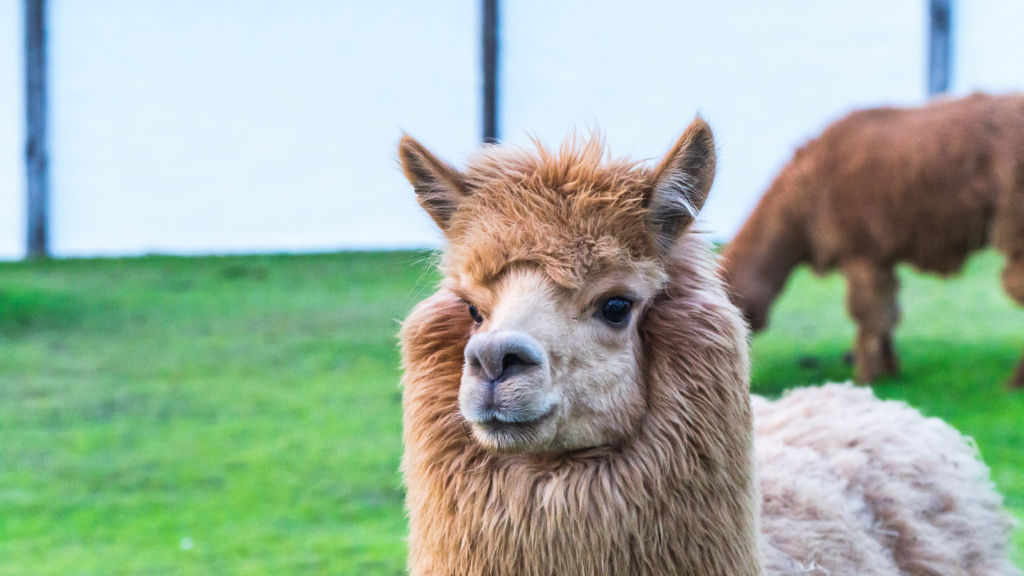 Best Alpaca Walking Lincolnshire has To offer 2024