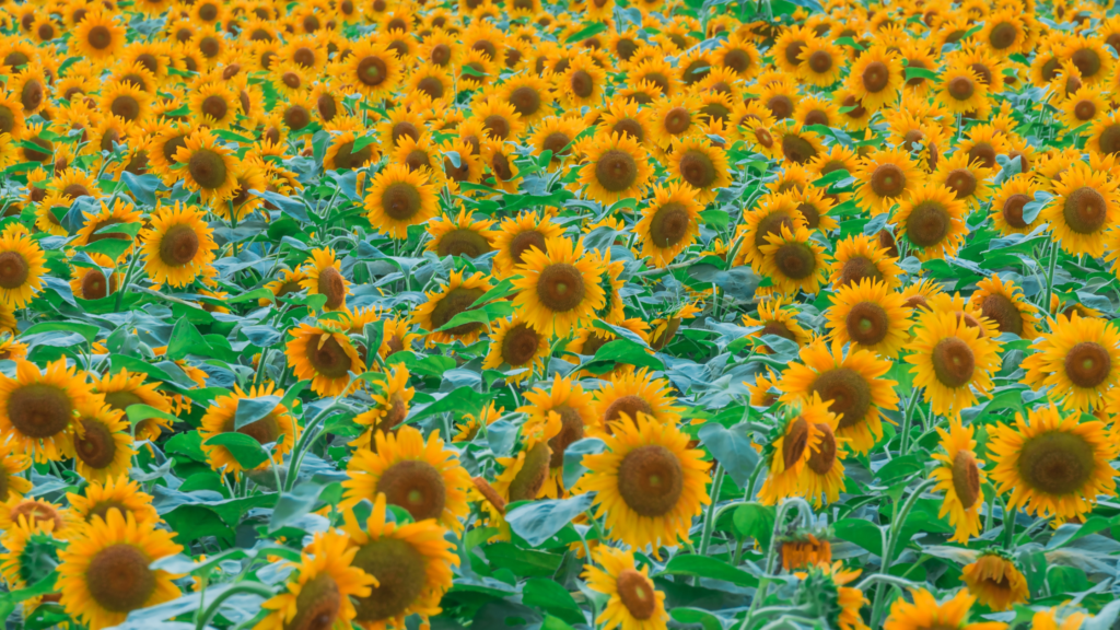 Best Sunflower Fields Texas Has To Offer 2024