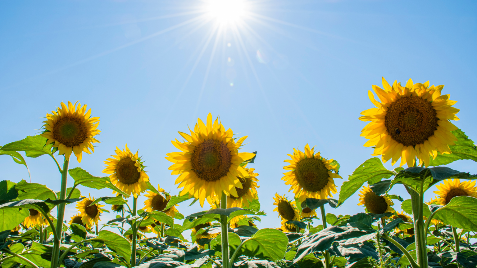 When Can You Plant Sunflowers In Michigan at Nellie Velazco blog