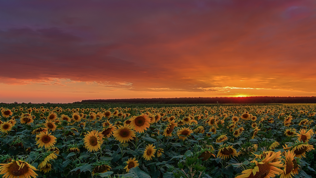 Best Sunflower Fields New York Has To Offer 2024