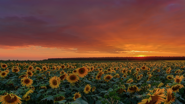 Best Sunflower Fields New York Has To Offer 2024 8474