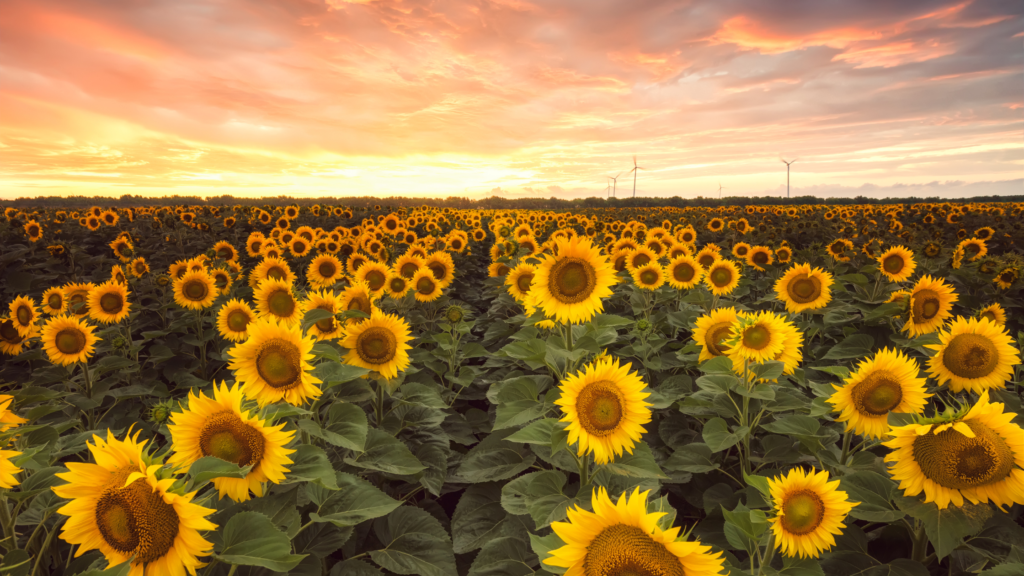 Best Sunflower Fields Virginia Has To offer 2024