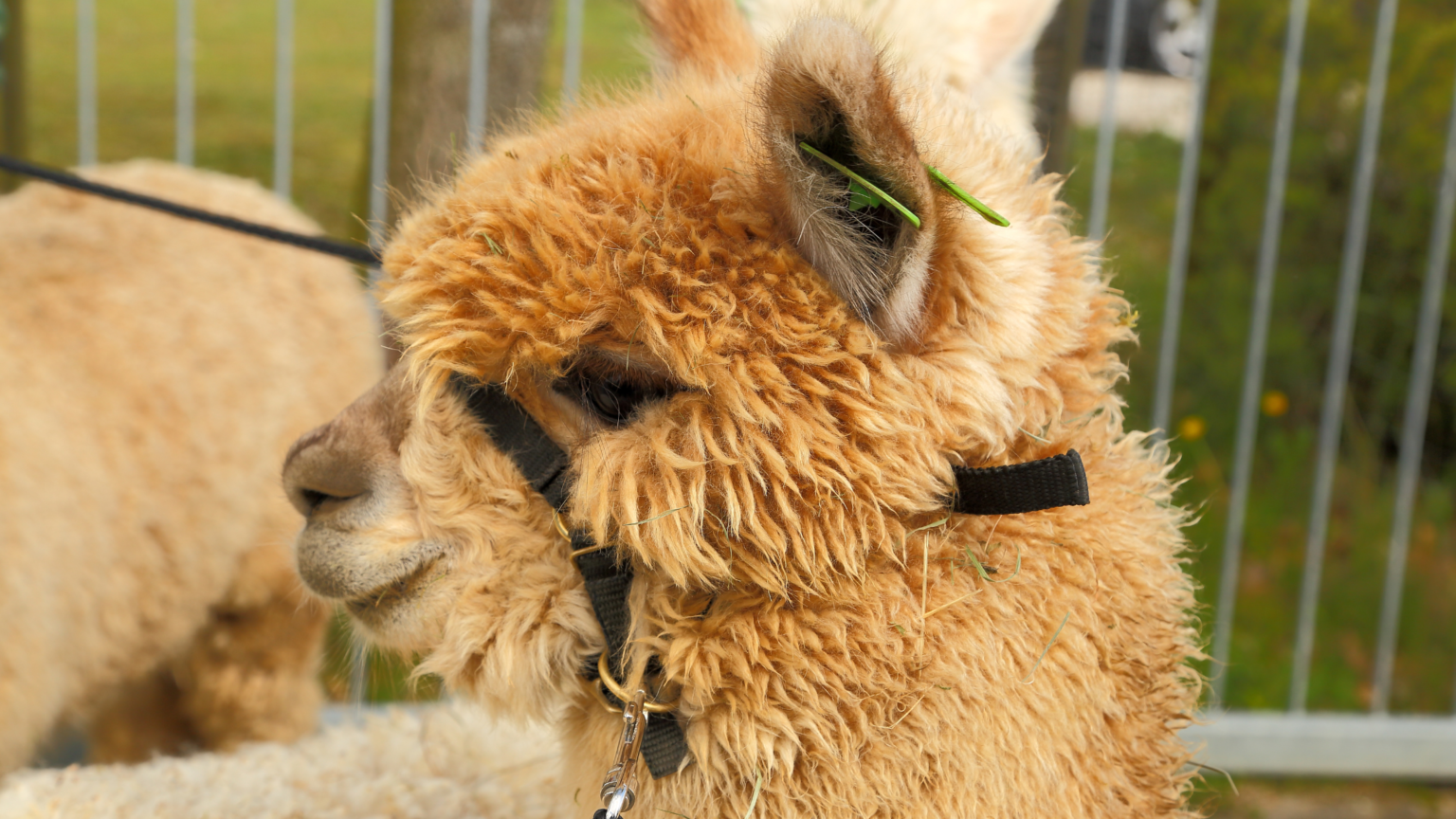 Best Alpaca Walking Staffordshire Has To Offer 2024