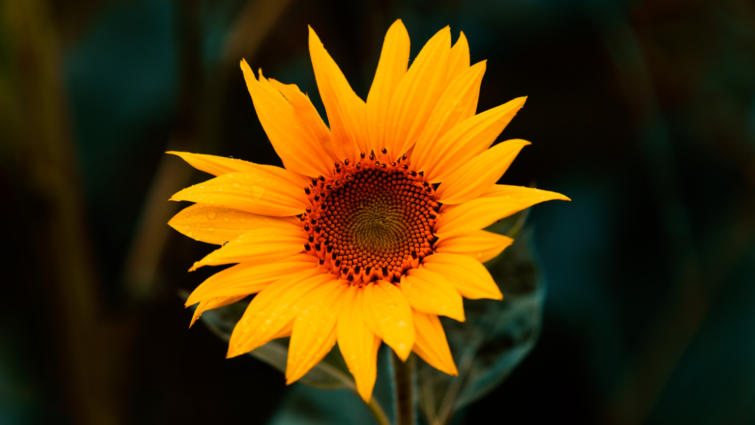 Best Sunflower Fields Massachusetts 2024