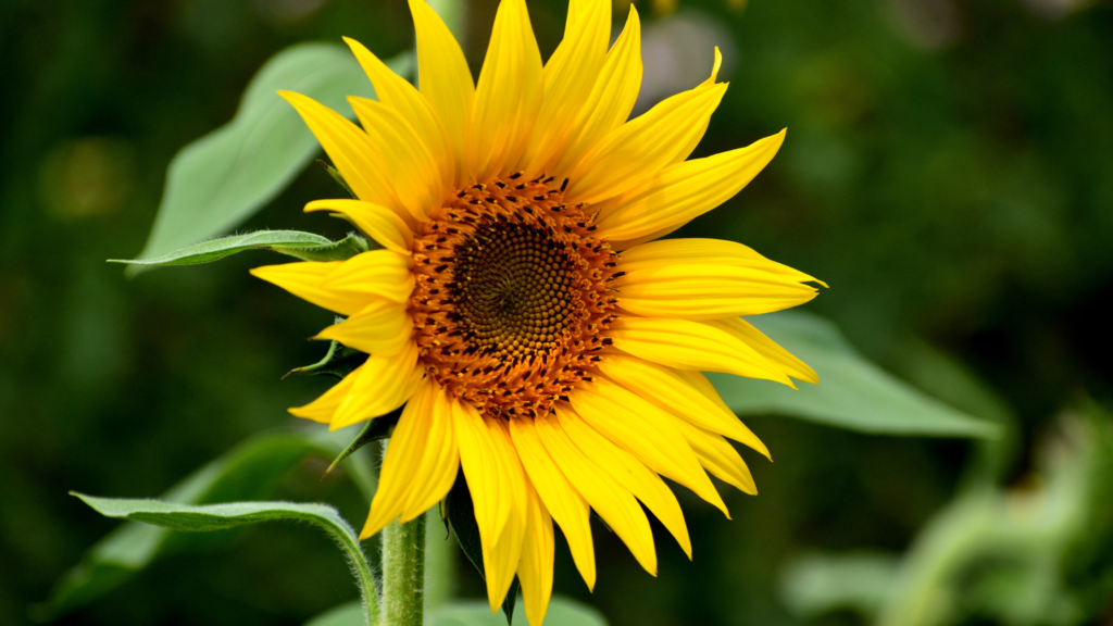 Best Sunflower Fields Georgia Has To Offer 2024