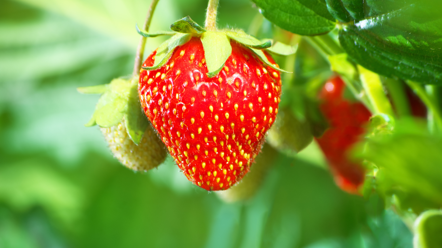 Best Strawberry Picking California Has To offer 2024