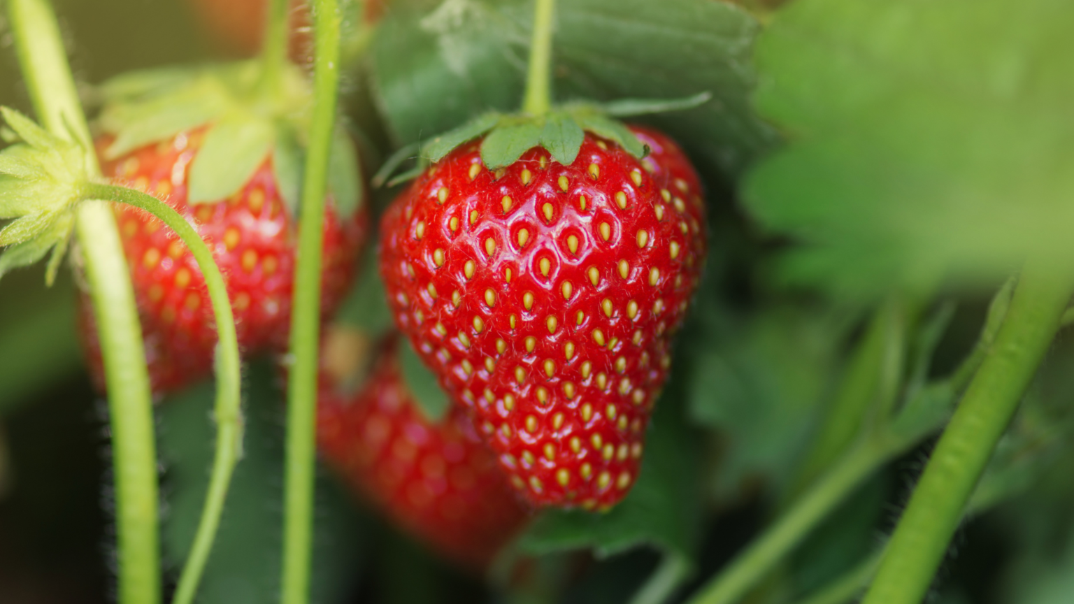 Best Strawberry Picking Wisconsin Has To Offer 2024