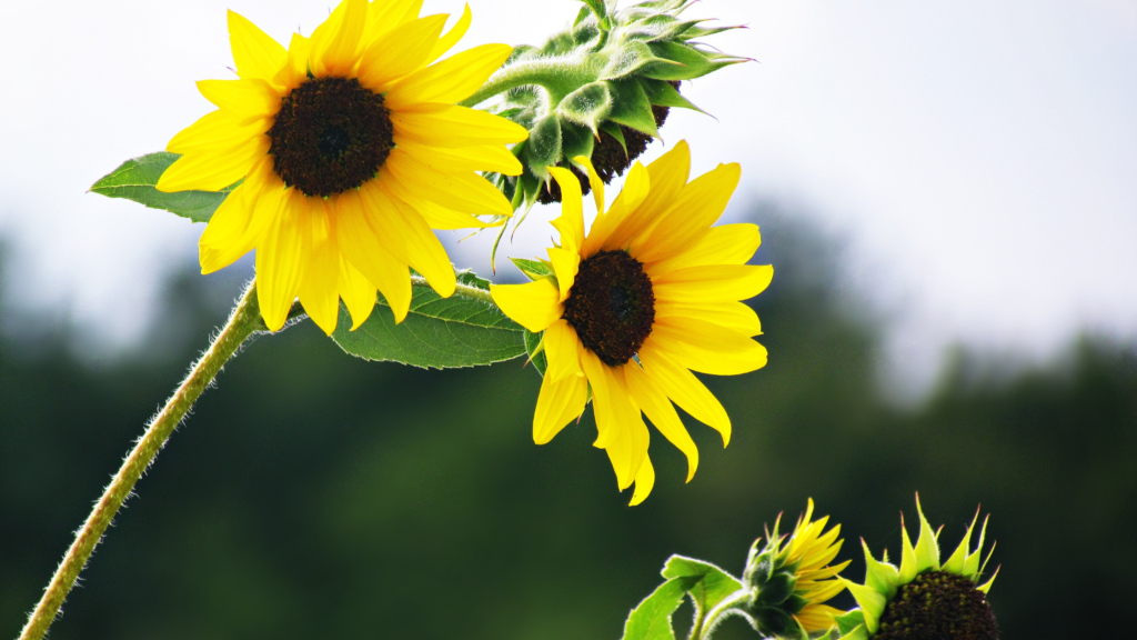 Best Sunflower Fields Connecticut Has To Offer 2024