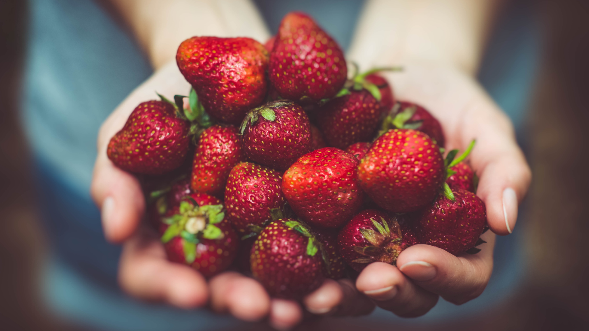 Best Strawberry Picking Miami Has To Offer 2024
