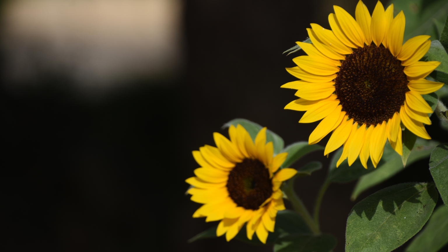 Best Sunflower Fields mn has to Offer 2024