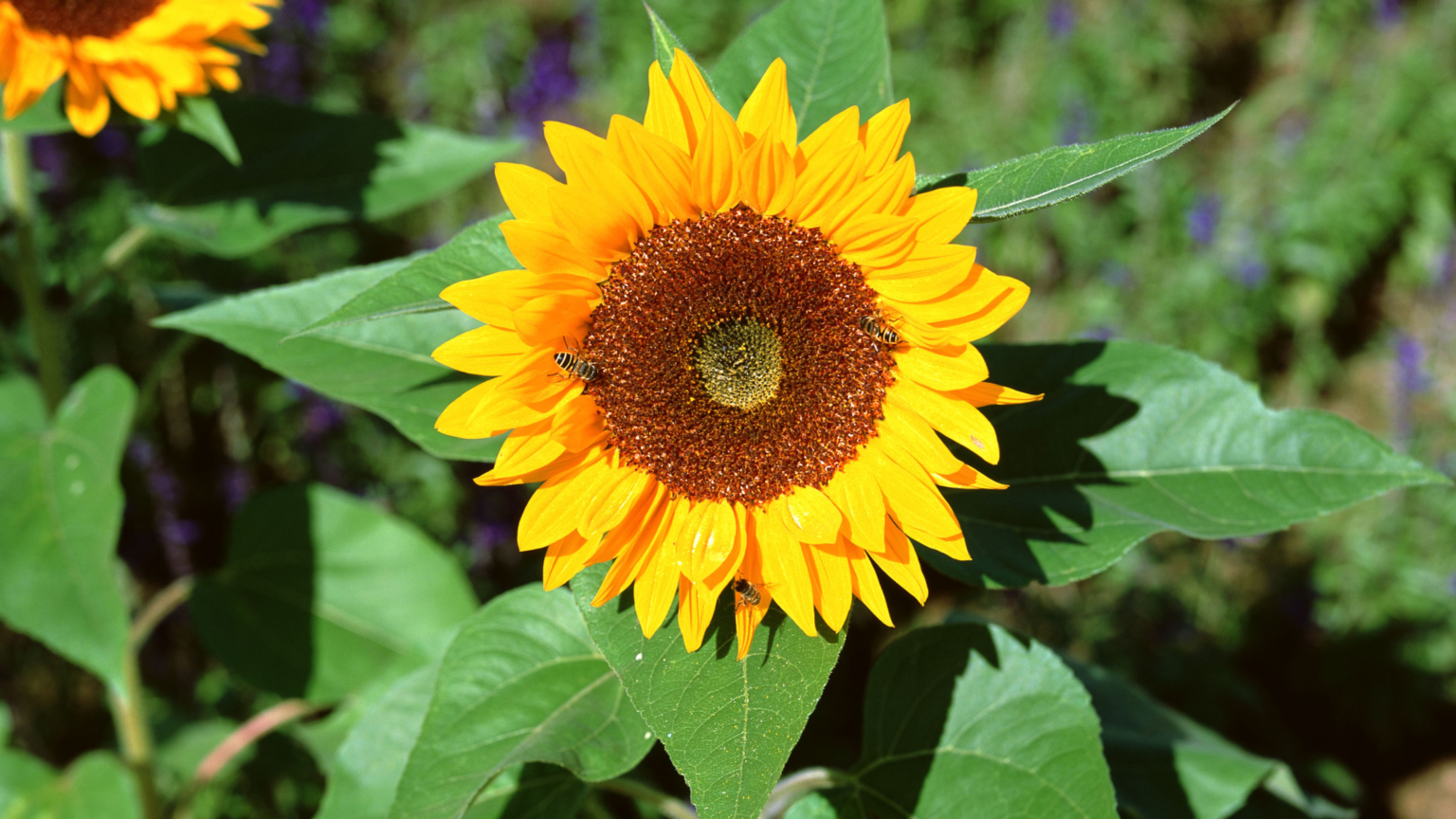 Best Sunflower Fields Ohio Has To Offer 2024 7314