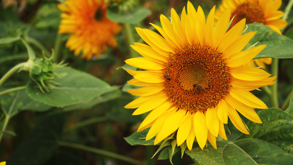 Best Sunflower Fields Wisconsin Has To Offer 2024