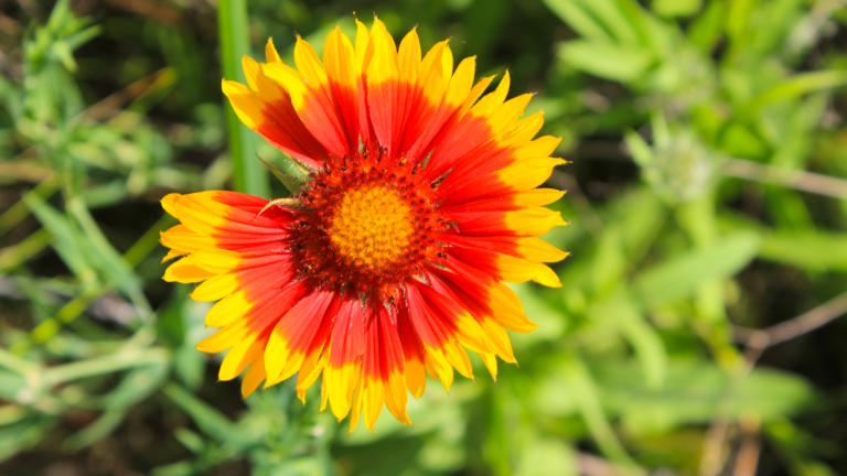 Best Sunflower Fields Miami Has To Offer 2024