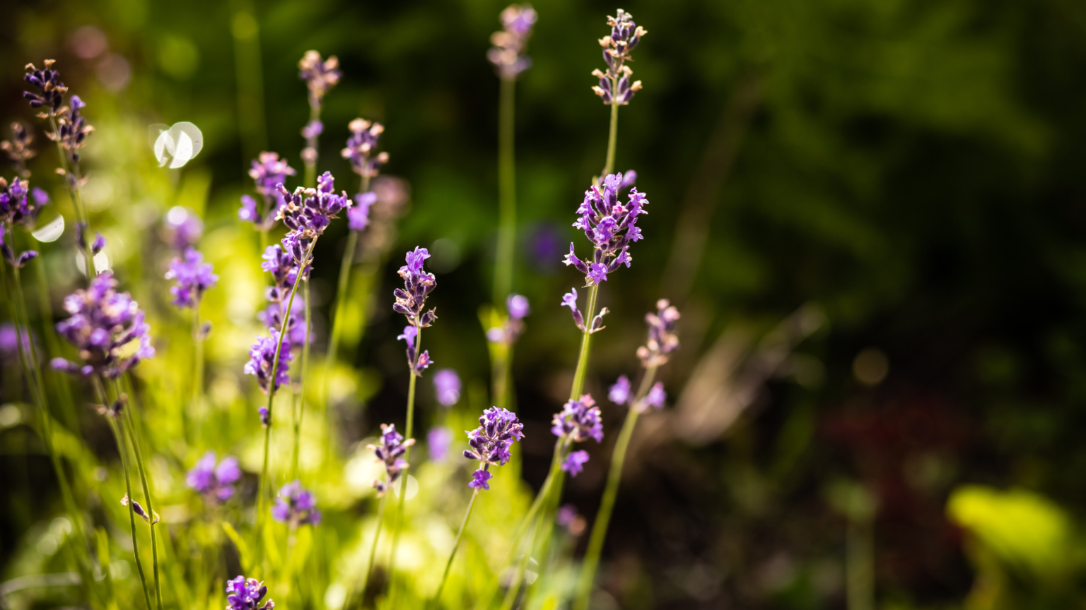 Best Bluebell Woods Kent To Explore 2024