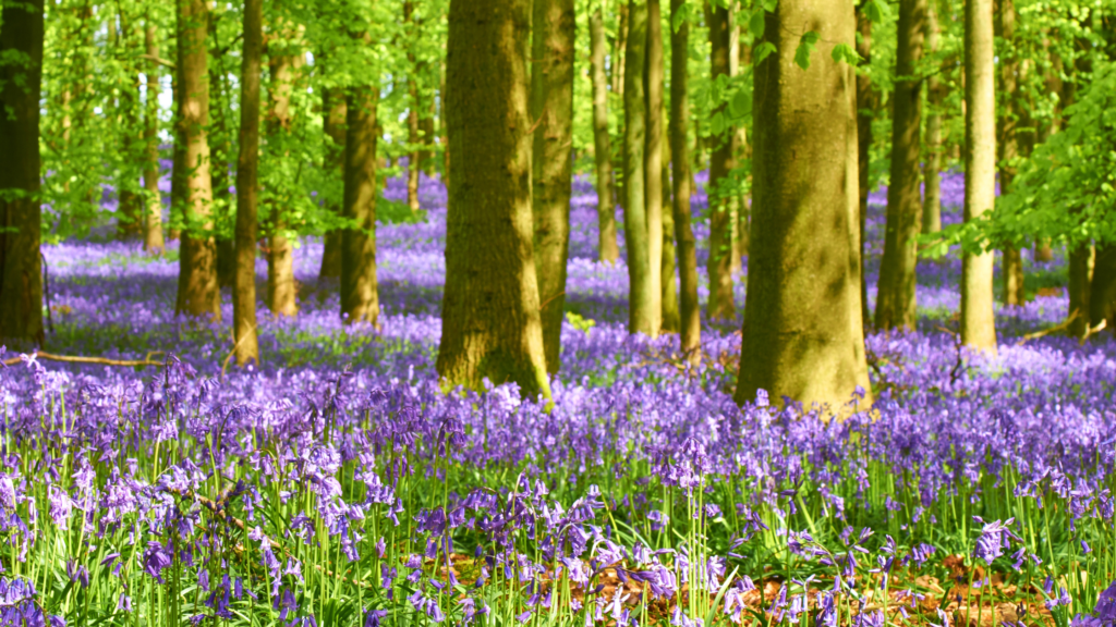 Best Bluebell Woods Surrey Has To explore 2024