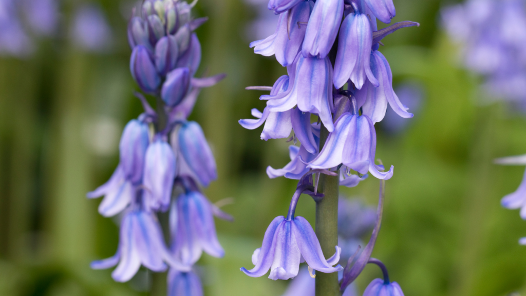 Best Bluebell Woods Worcestershire in 2024