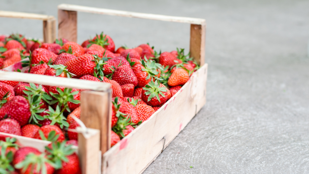 Best Strawberry Picking Surrey has To offer 2024