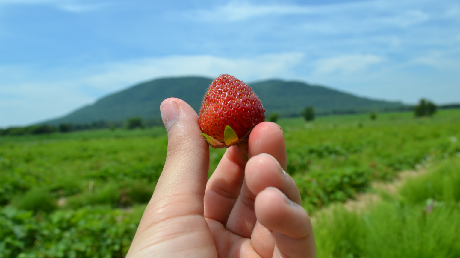 Best Strawberry Picking Minnesota Has To Offer 2024