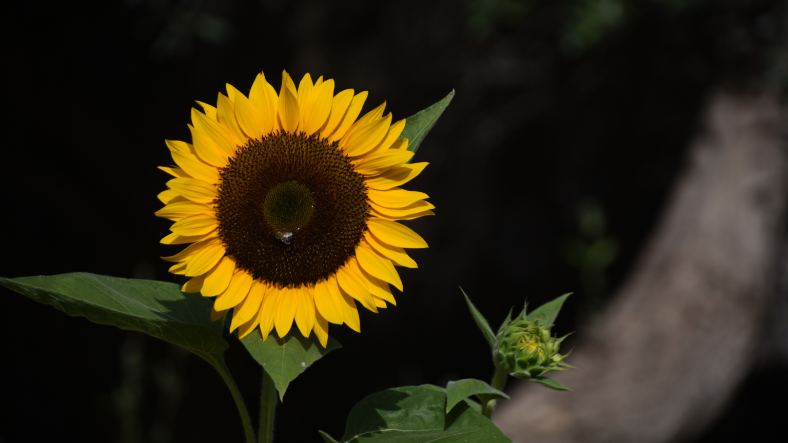 Best Sunflower Fields Illinois Has To Offer 2024