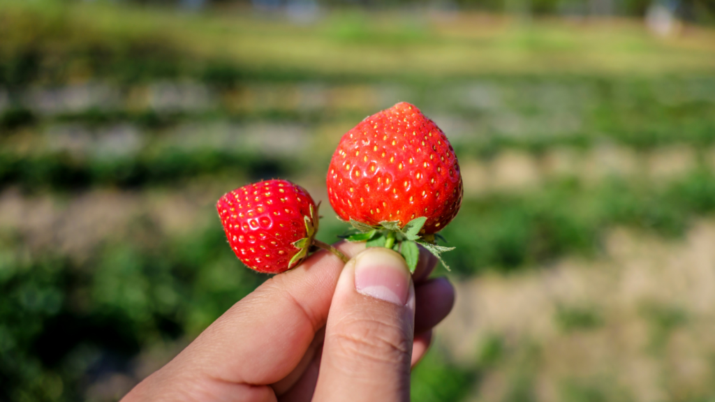 strawberry picking indianapolis prices        <h3 class=