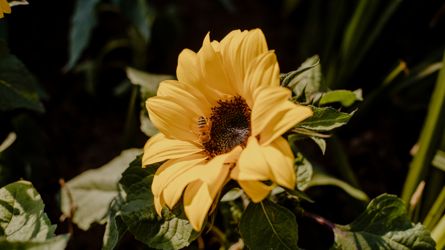 Best Sunflower Fields Iowa Has To Offer 2024