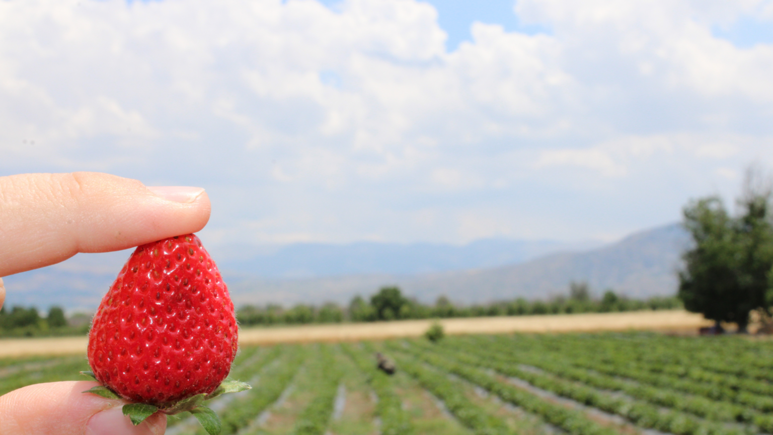 Best Strawberry Picking Maine Has To Offer 2025