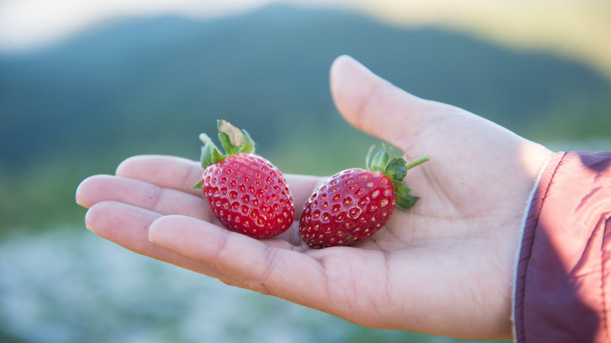 Best Strawberry Picking Lincolnshire Has To offer 2024