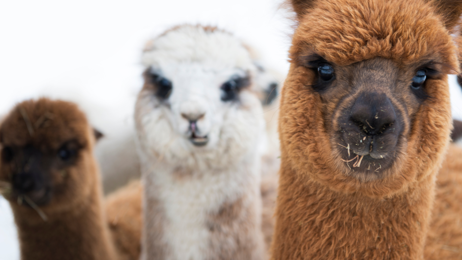 Best Alpaca Walking Durham Has To Offer 2024